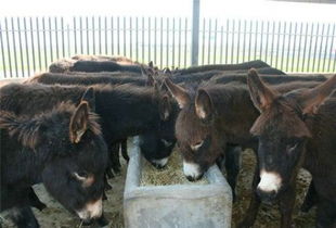 優質成年三粉驢哪里批發多少錢一只