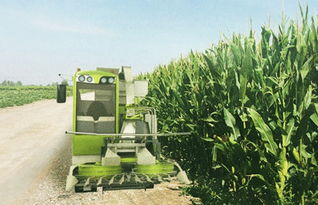 科脈機械4qzy 30自走式青貯飼料收獲機報價 補貼和圖片 甘肅金科峰農業裝備工程有限責任公司