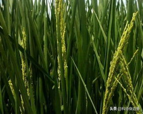 今日科技話題 全球30米分辨率森林覆蓋分布圖 天基網絡地面服務平臺 農業科學理論研究 冬小麥 流感