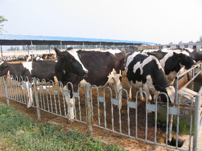 怎么養殖奶牛黑白花奶牛養殖技術要點