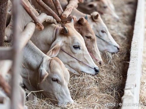 中原科地 守好飼料安全,守護餐桌上的安全