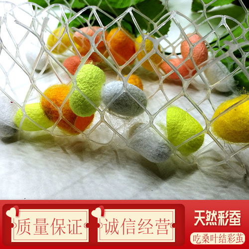 自然科學的奇妙旅程 蠶寶寶的成長與彩色蠶絲的奧秘