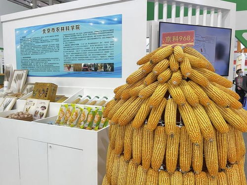 全國杰出貢獻玉米自交系發布，55個優良自交系入選飼料科