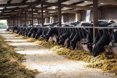 養(yǎng)牛多年經(jīng)驗(yàn)談 高效管理方法與實(shí)用飼料配方