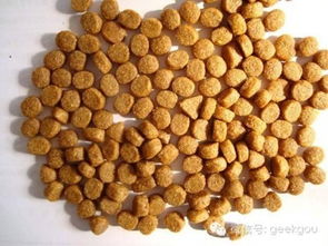 狗狗換糧攻略 你關(guān)心的五個(gè)飼料科常見(jiàn)疑問(wèn)解答