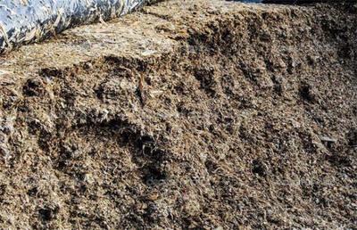 科學(xué)制作優(yōu)質(zhì)牛青貯飼料全攻略